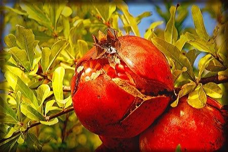 frutti melograno nano