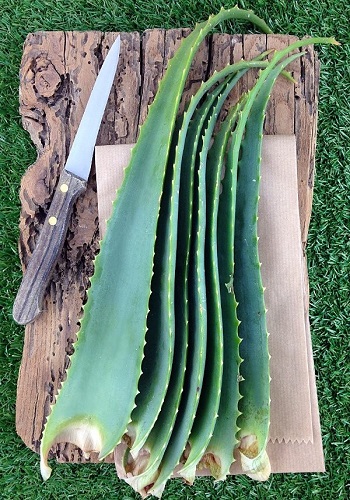 Aloe Arborescens foglie