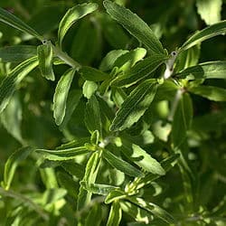 dolcificante naturale stevia