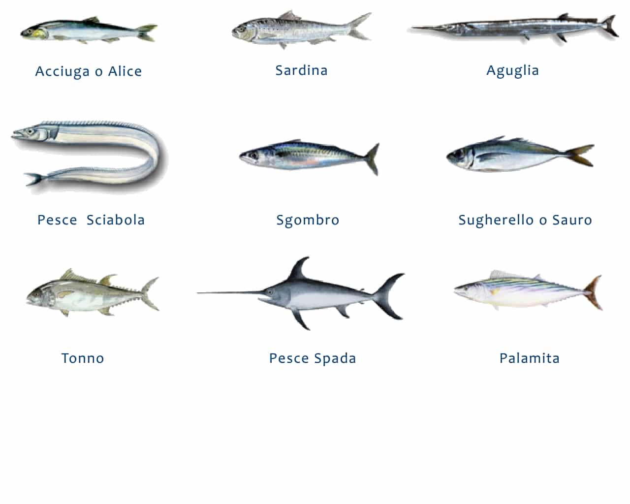 pesce azzurro elenco