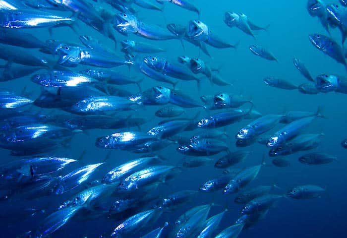 pesce azzurro