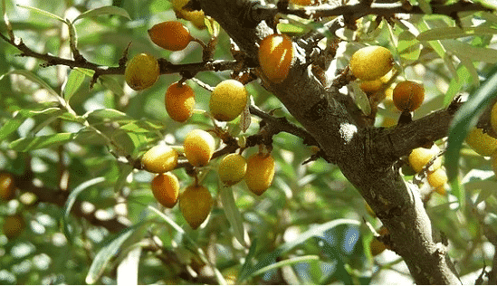 Olivello spinoso